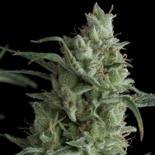 Семена Pyramid seeds Kryptonite feminized - цены, описание в интернет-магазине Dutch Seeds