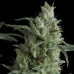 Семена Pyramid seeds Kryptonite feminized - цены, описание в интернет-магазине Dutch Seeds