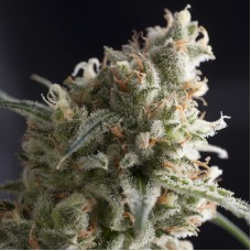 Pyramid seeds Lennon feminized