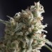 Семена Pyramid seeds Lennon feminized - цены, описание в интернет-магазине Dutch Seeds