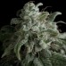 Семена Pyramid seeds Nefertiti feminized - цены, описание в интернет-магазине Dutch Seeds