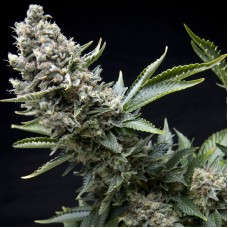 Pyramid seeds New York city feminized