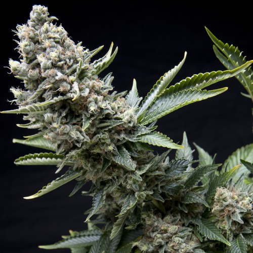 Семена Pyramid seeds New York city feminized - цены, описание в интернет-магазине Dutch Seeds