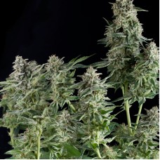 Pyramid seeds Northern lights feminized