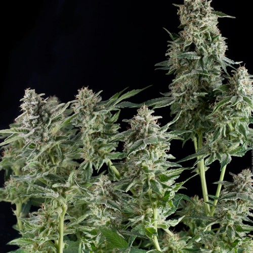 Семена Pyramid seeds Northern lights feminized - цены, описание в интернет-магазине Dutch Seeds