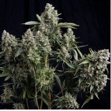 Pyramid seeds Tutankhamon feminized