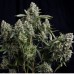 Семена Pyramid seeds Tutankhamon feminized - цены, описание в интернет-магазине Dutch Seeds