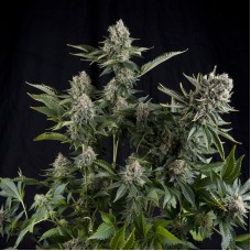 Pyramid seeds White widow feminized