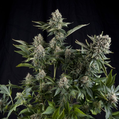 Семена Pyramid seeds White widow feminized - цены, описание в интернет-магазине Dutch Seeds