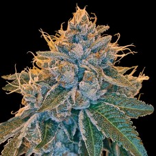 Reserva privada Kosher Kush feminized