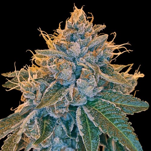 Семена Reserva privada Kosher Kush feminized - цены, описание в интернет-магазине Dutch Seeds