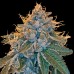 Семена Reserva privada Kosher Kush feminized - цены, описание в интернет-магазине Dutch Seeds