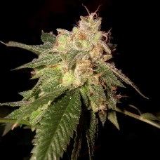 Reserva privada OG Kush feminized