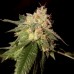 Семена Reserva privada OG Kush feminized - цены, описание в интернет-магазине Dutch Seeds