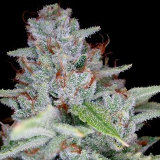 Reserva privada Skywalker Kush feminized