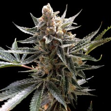 Reserva privada Tangie feminized