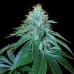 Семена Reserva privada The OG #18 feminized - цены, описание в интернет-магазине Dutch Seeds