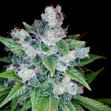 Reserva privada Kandy Kush feminized