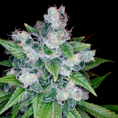 Семена Reserva privada Kandy Kush feminized - цены, описание в интернет-магазине Dutch Seeds