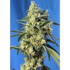 Sweet seeds Sweet Amnesia Haze feminized