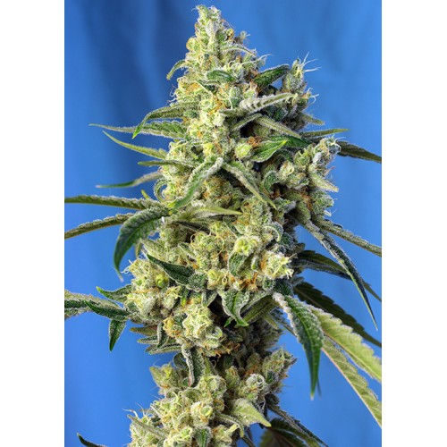 Семена Sweet seeds Sweet Amnesia Haze feminized - цены, описание в интернет-магазине Dutch Seeds