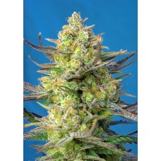 Sweet seeds Sweet Cheese XL Auto autofeminized