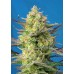 Семена Sweet seeds Sweet Cheese XL Auto autofeminized - цены, описание в интернет-магазине Dutch Seeds