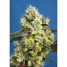 Sweet seeds Sweet Gelato Auto autofeminized