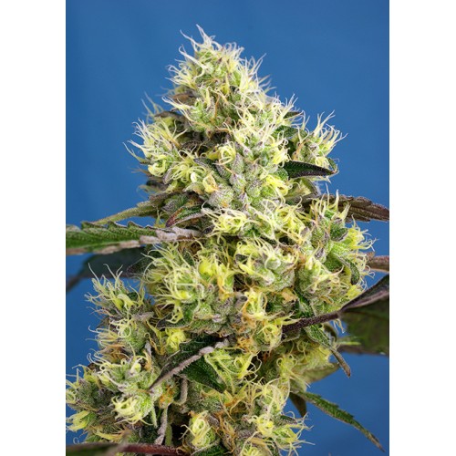 Семена Sweet seeds Sweet Gelato Auto autofeminized - цены, описание в интернет-магазине Dutch Seeds