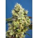 Семена Sweet seeds Sweet Gelato Auto autofeminized - цены, описание в интернет-магазине Dutch Seeds