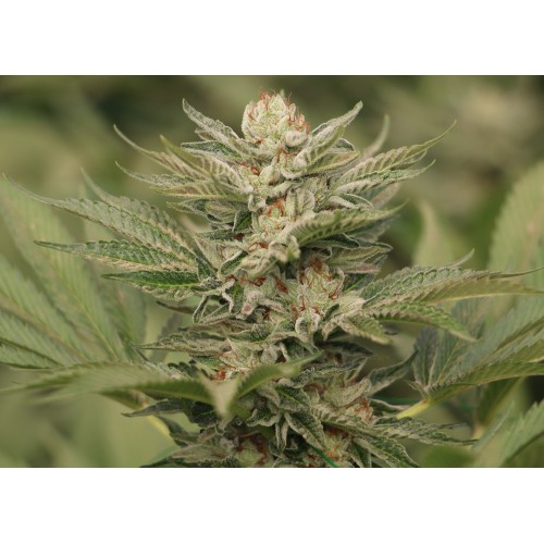 Семена Humboldt seeds Sapphire Scout feminized - цены, описание в интернет-магазине Dutch Seeds