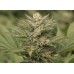 Семена Humboldt seeds Sapphire Scout feminized - цены, описание в интернет-магазине Dutch Seeds