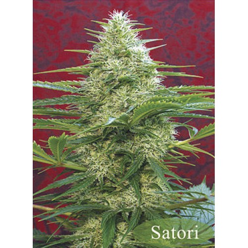 Семена Mandala seeds Satori regular - цены, описание в интернет-магазине Dutch Seeds