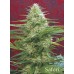 Семена Mandala seeds Satori regular - цены, описание в интернет-магазине Dutch Seeds