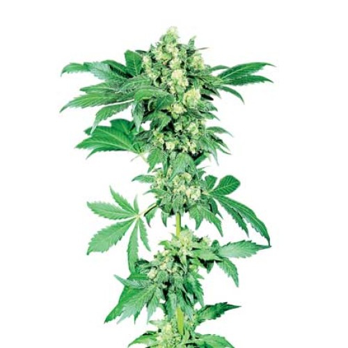 Семена Sensi seeds Afghani #1 regular - цены, описание в интернет-магазине Dutch Seeds