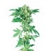 Семена Sensi seeds Afghani #1 regular - цены, описание в интернет-магазине Dutch Seeds