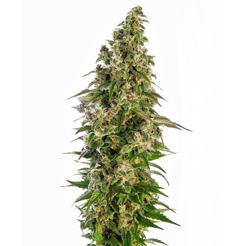 Семена Sensi seeds Afghani #1 auto - цены, описание в интернет-магазине Dutch Seeds