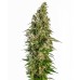 Семена Sensi seeds Afghani #1 auto - цены, описание в интернет-магазине Dutch Seeds