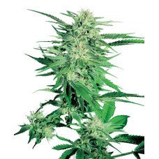 Sensi seeds Big Bud feminized