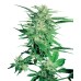 Семена Sensi seeds Big Bud feminized - цены, описание в интернет-магазине Dutch Seeds