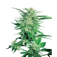 Sensi seeds Big Bud regular