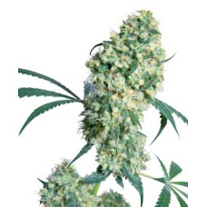 Sensi seeds Ed Rosenthal Super Bud regular