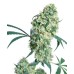 Семена Sensi seeds Ed Rosenthal Super Bud regular - цены, описание в интернет-магазине Dutch Seeds