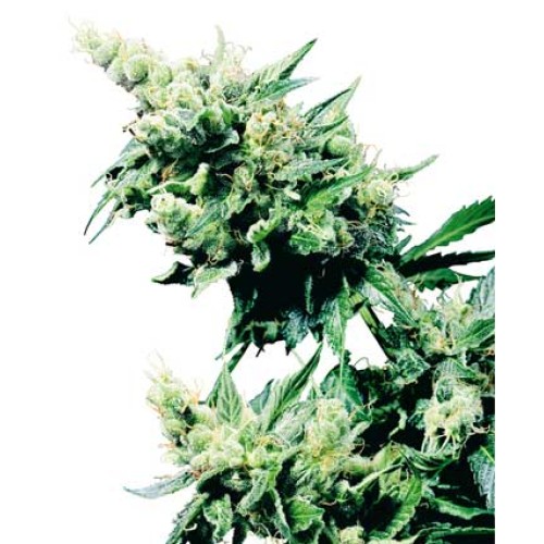 Семена Sensi seeds Hash Plant regular - цены, описание в интернет-магазине Dutch Seeds