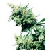 Семена Sensi seeds Hash Plant regular - цены, описание в интернет-магазине Dutch Seeds