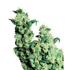 Sensi seeds Jack Herer regular