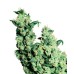 Семена Sensi seeds Jack Herer regular - цены, описание в интернет-магазине Dutch Seeds