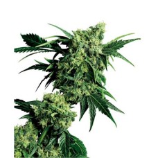 Sensi seeds Mr Nice G13 X Hash Plant regular