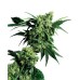 Семена Sensi seeds Mr Nice G13 X Hash Plant regular - цены, описание в интернет-магазине Dutch Seeds