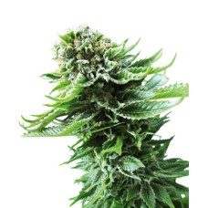 Sensi seeds Northern Lights Automatic